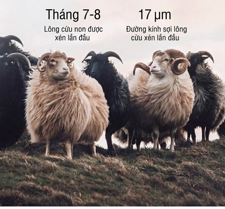 Áo Vest Nam Lông Cừu Hai Mặt Kẻ Ôm Dáng Thu Đông Dày Dặn Màu Xám chi tiết 6
