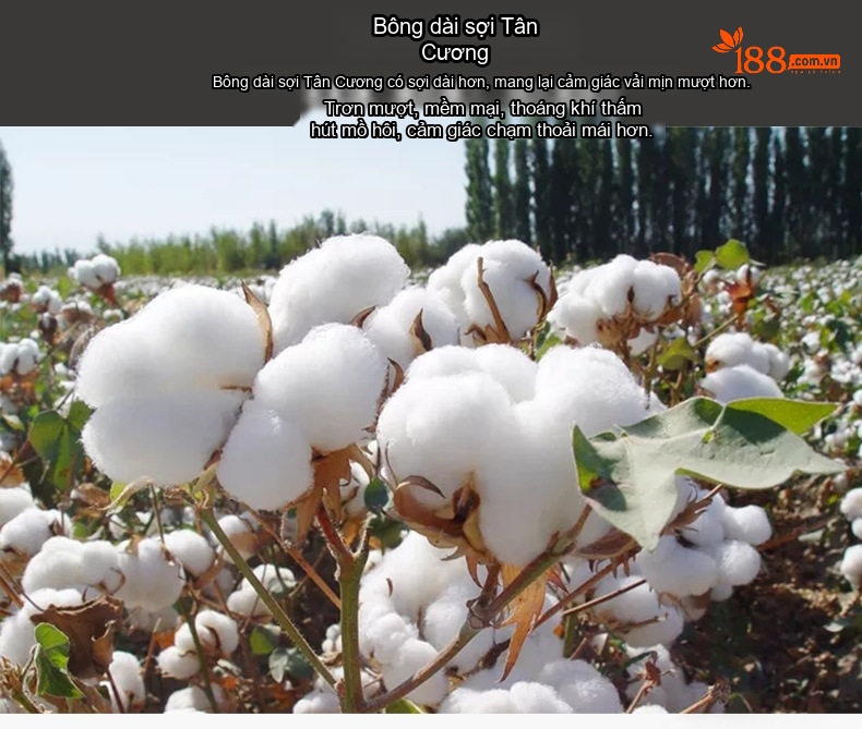 Áo Sơ Mi Dài Tay Nam Cotton Sọc Kẻ Chống Nhăn Màu Đen, Xanh, Đỏ chi tiết 4