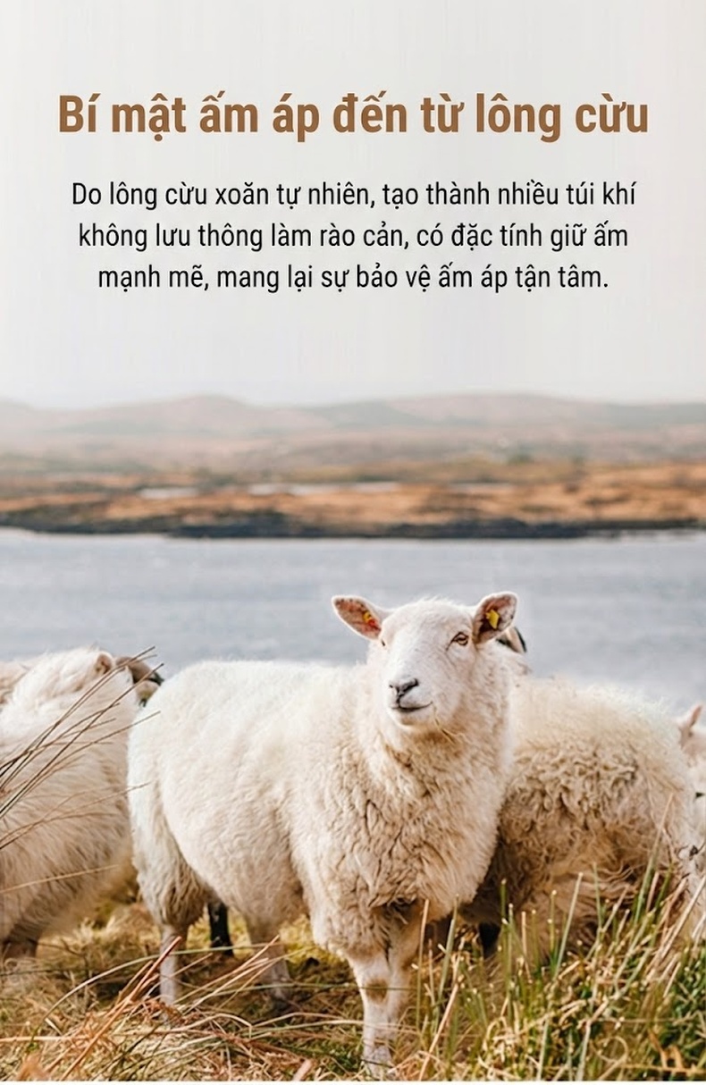 Áo Khoác Dạ Nam Dáng Dài Cổ Bẻ Lót Lông Cừu Cashmere Màu Đen, Xám, Xanh Navy chi tiết 3