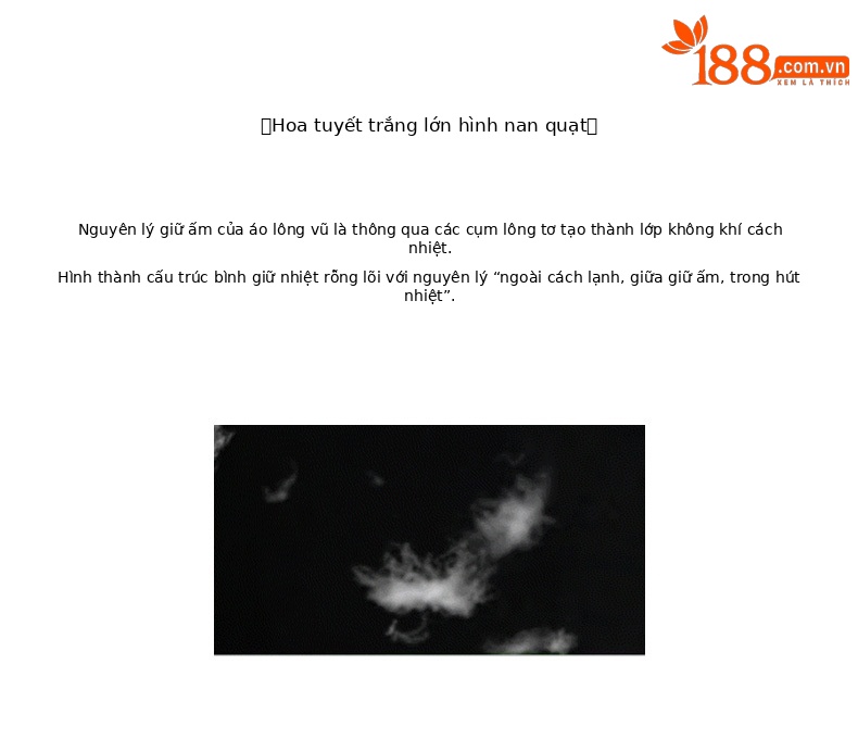 Áo phao nữ dáng ngắn nhẹ, giữ ấm mặc trong nhà, dễ gấp gọn — Áo khoác dài tay màu đen 64336 chi tiết 6